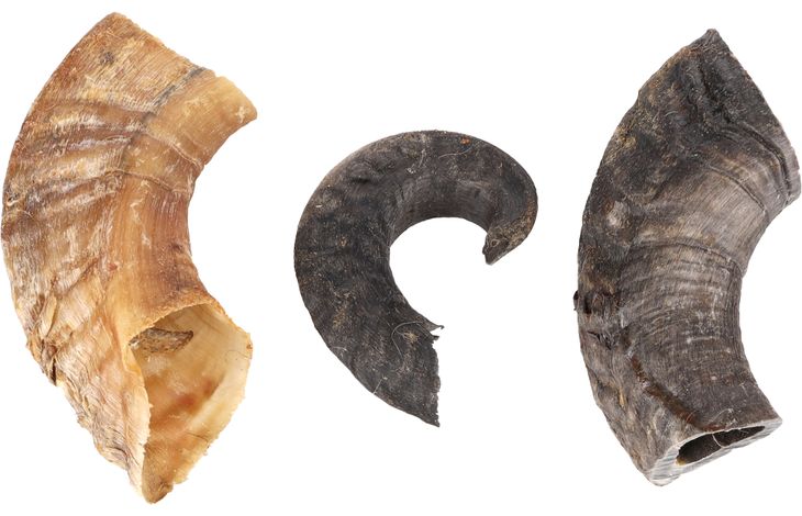 Flamingo Snacks Nature Sheep horn