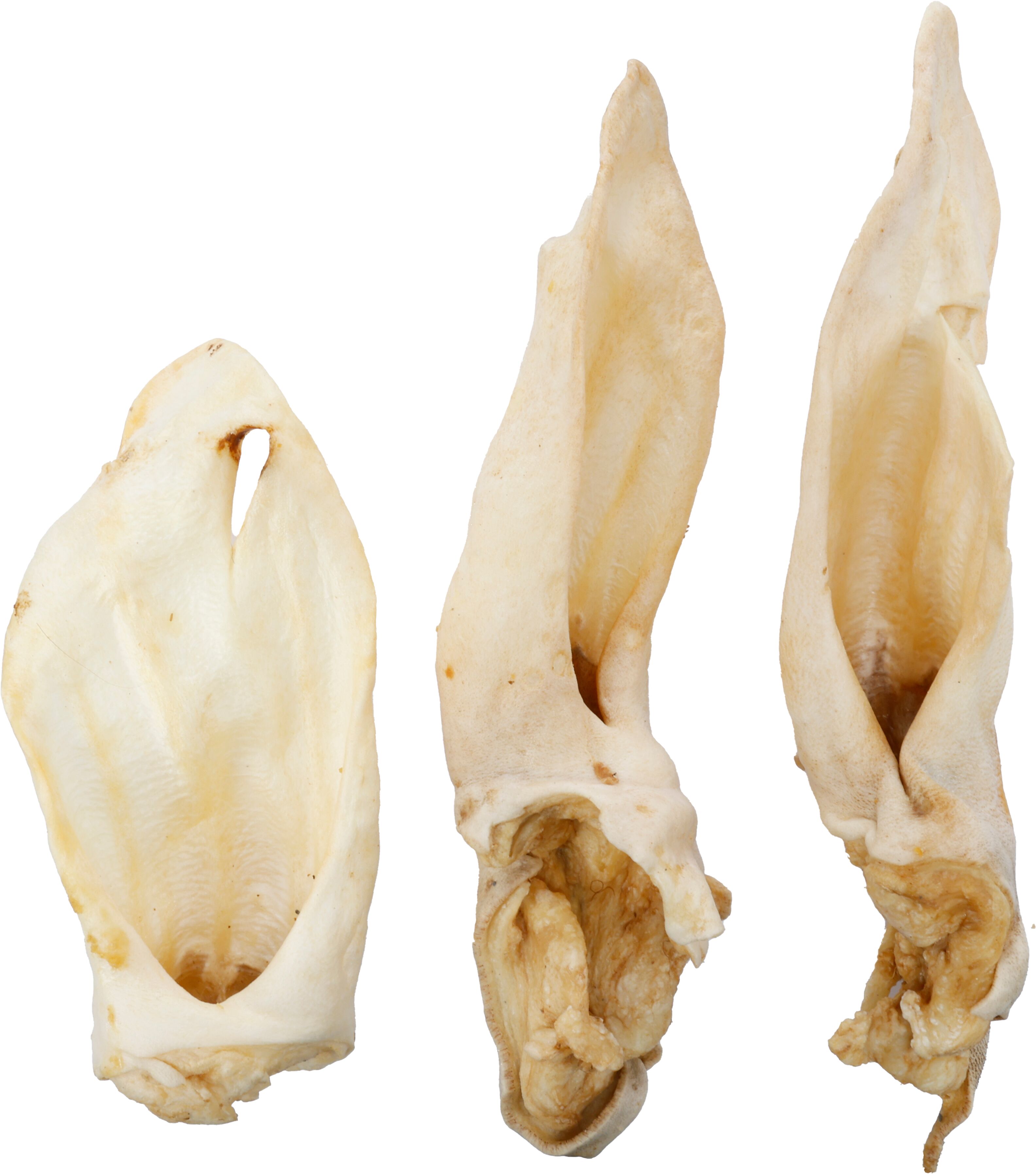 Flamingo Snacks Nature Goat ear