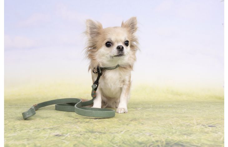 Flamingo Collar Leano Green