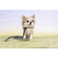 Flamingo Leash Leano Green