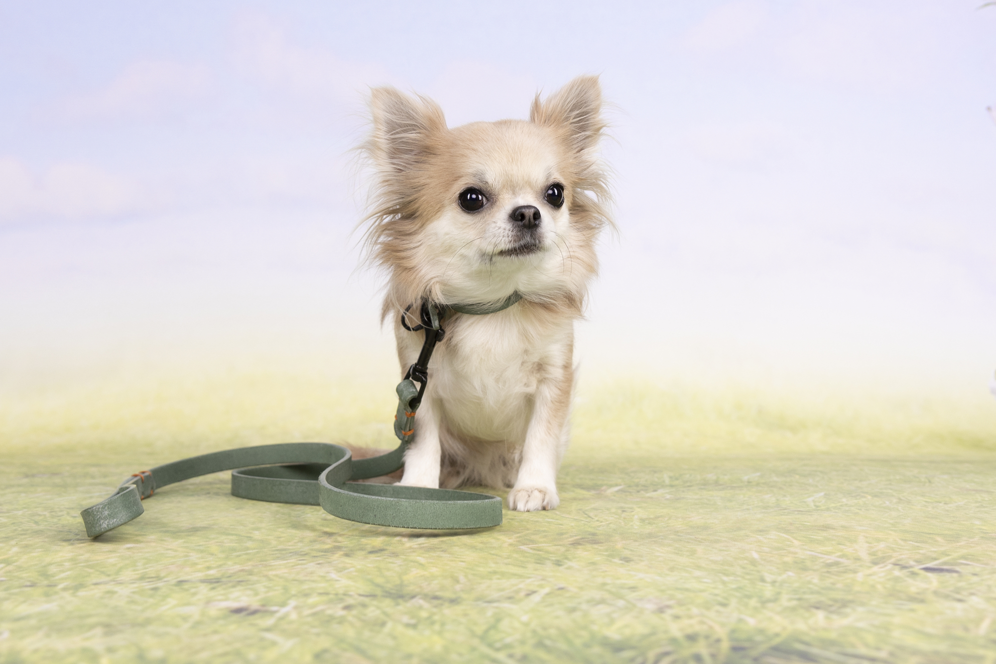 Flamingo Leash Leano Green