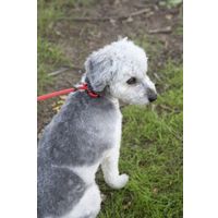 Flamingo Correa antitirones Aiden Rojo