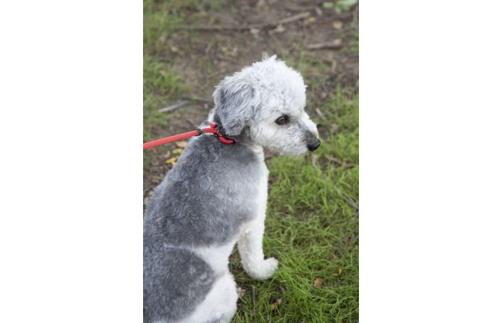 Flamingo Correa antitirones Aiden Rojo