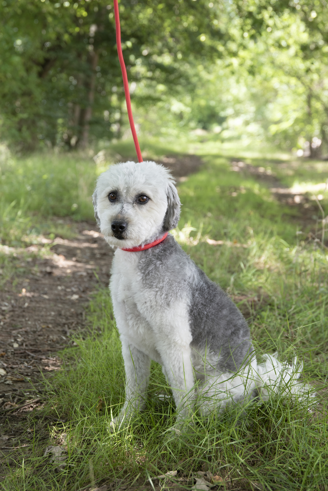Flamingo Anti-pull leash Aiden Red