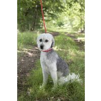 Flamingo Anti-pull leash Aiden Red