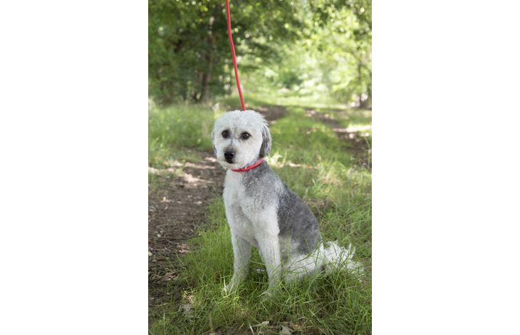 Flamingo Anti-pull leash Aiden Red