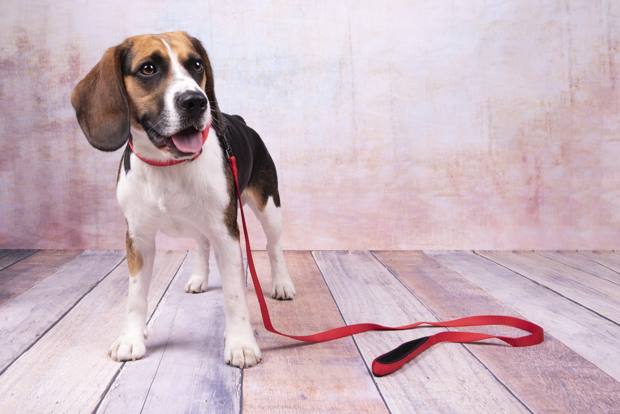 Flamingo Collar Abbi Red