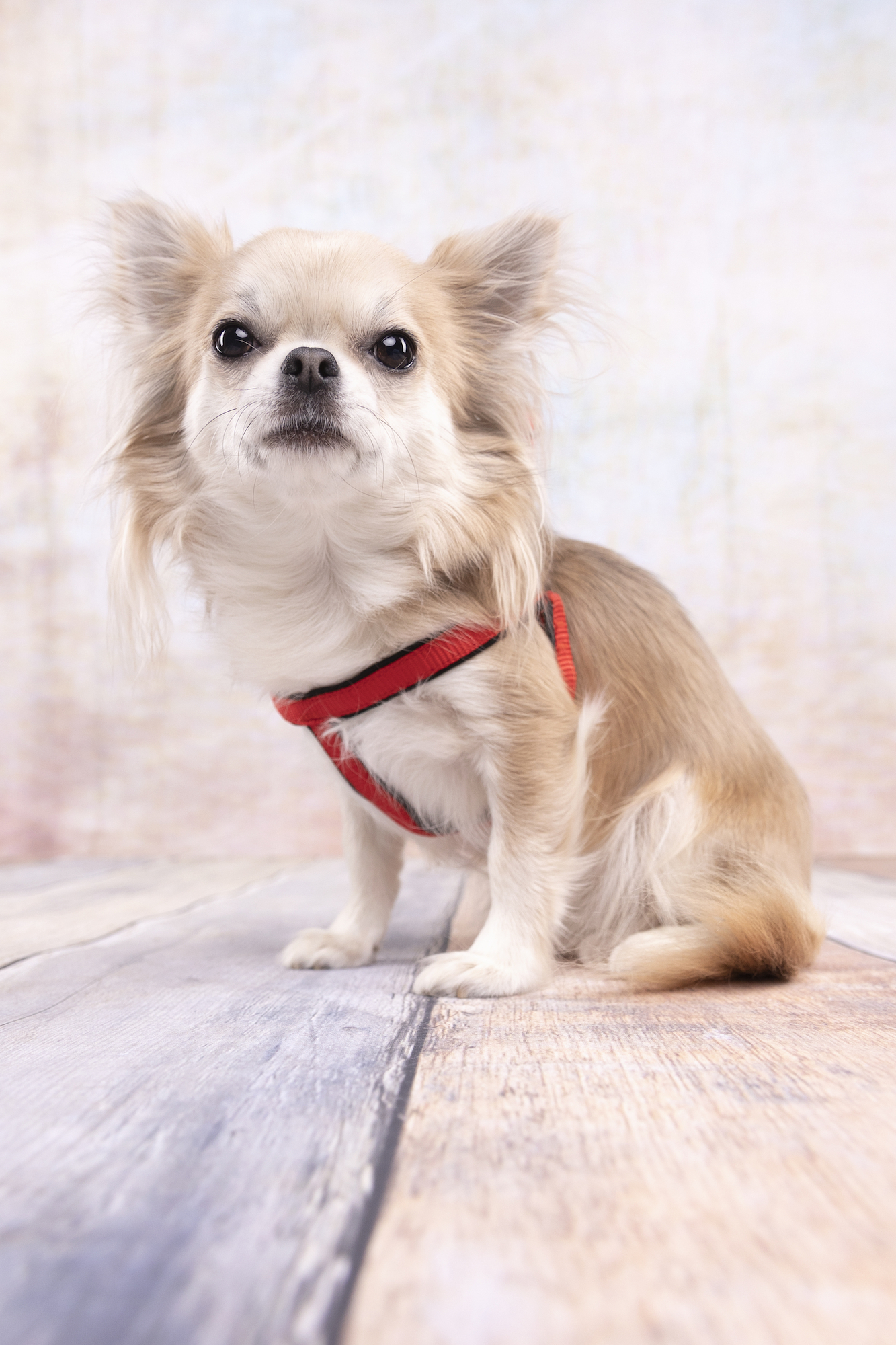 Flamingo Harness Step&Go Abbi Red