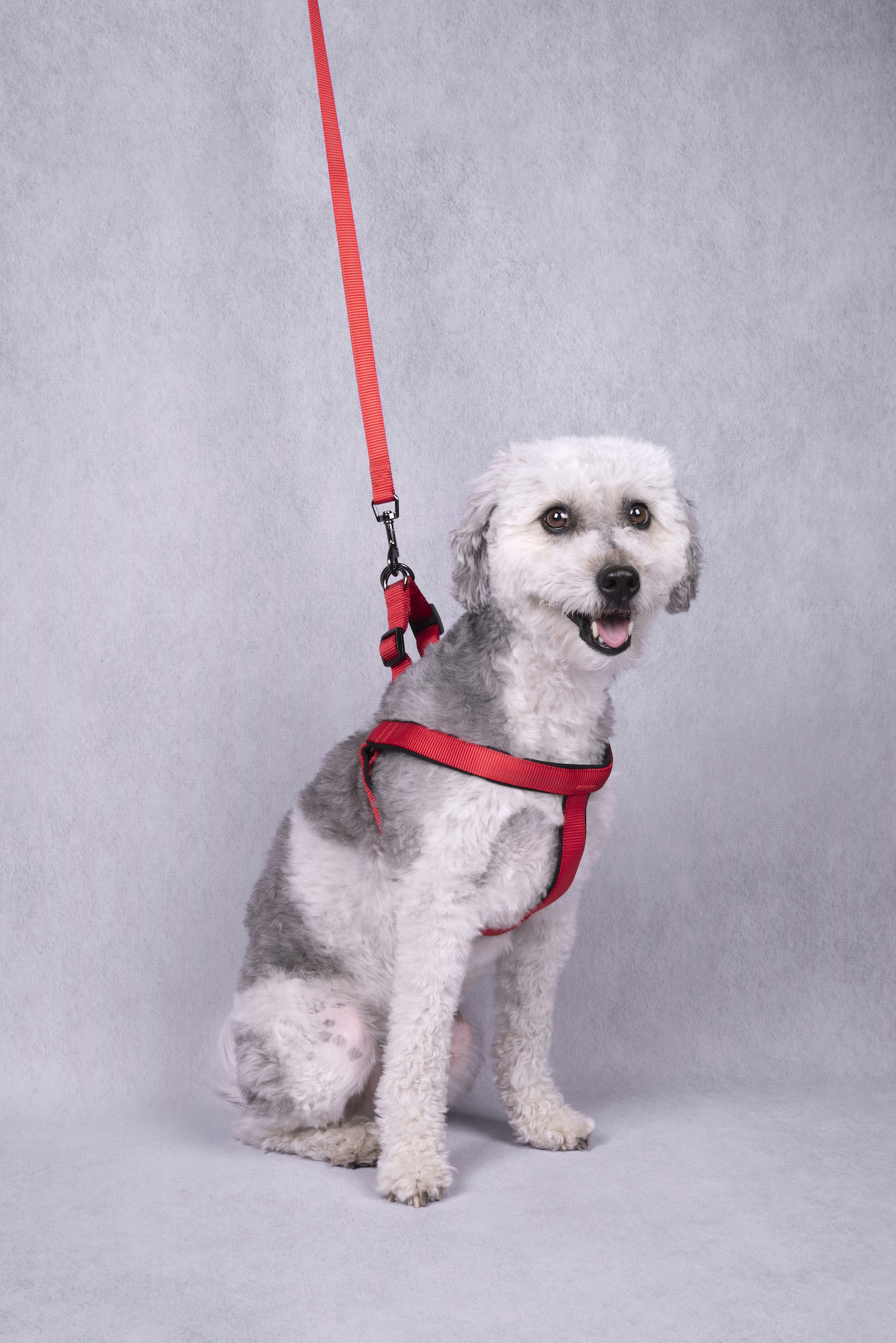 Flamingo Harness Step&Go Abbi Red