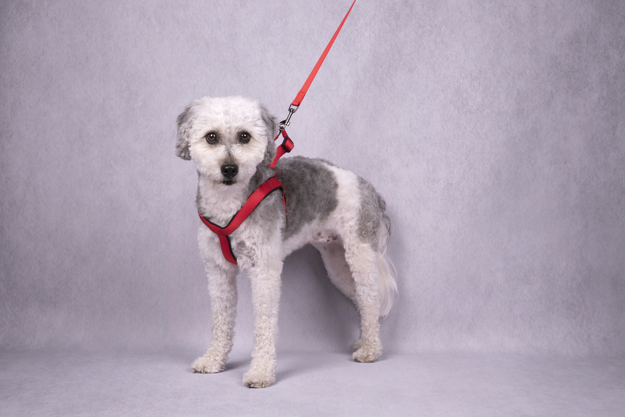 Flamingo Harness Step&Go Abbi Red