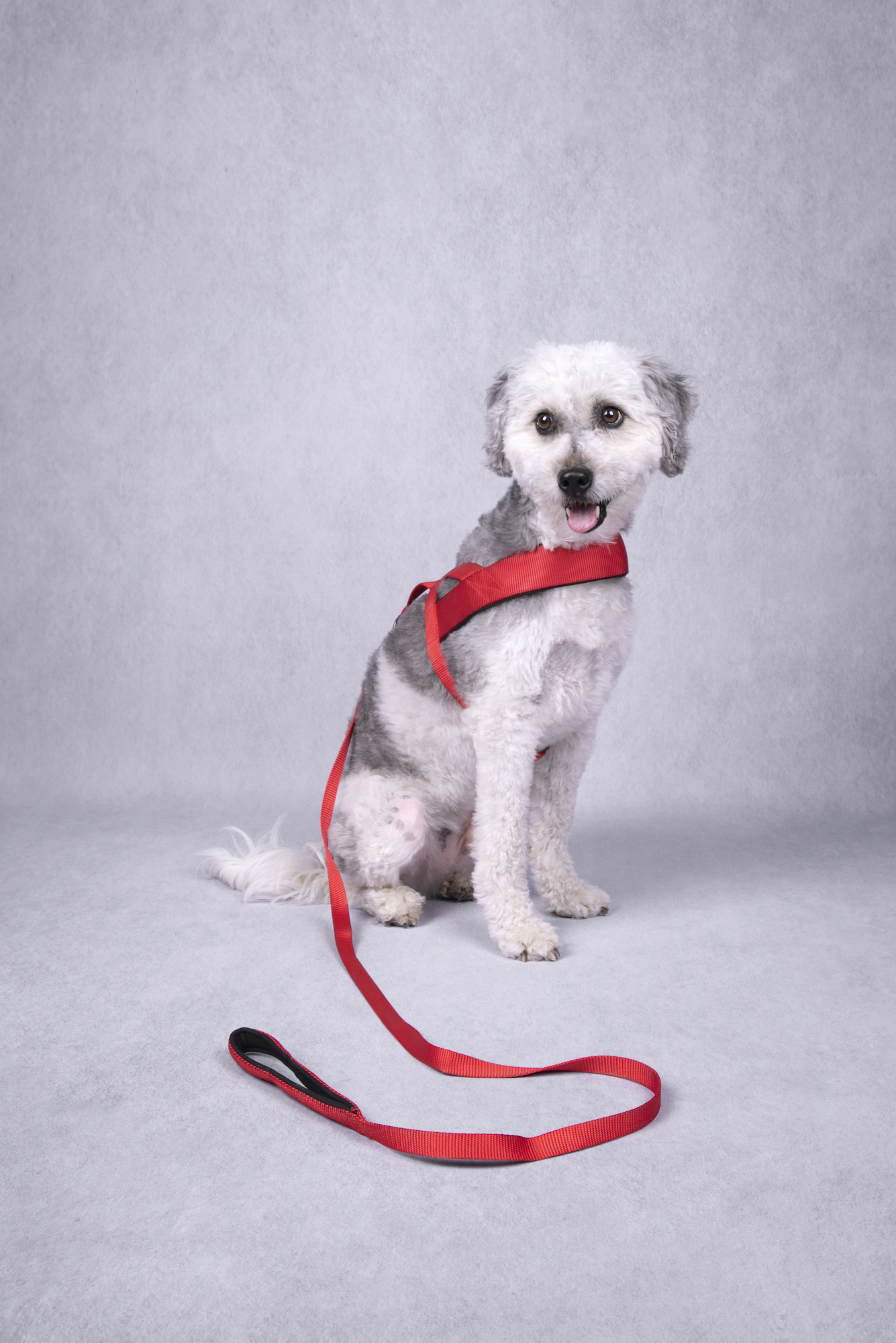 Flamingo Harness Noors Abbi Red