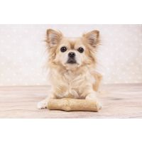 Flamingo Spielzeug Java Stock Kauholz Hellbraun