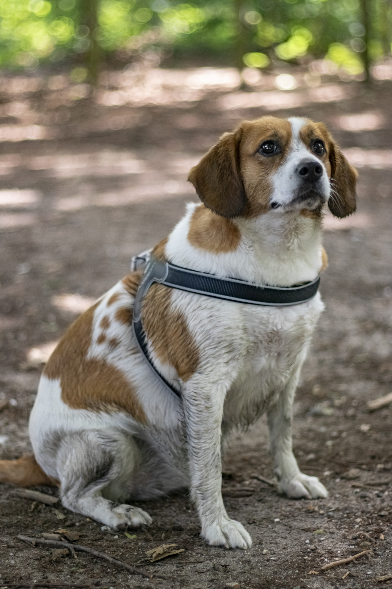 Flamingo Pettorina Easy Hilka Nero