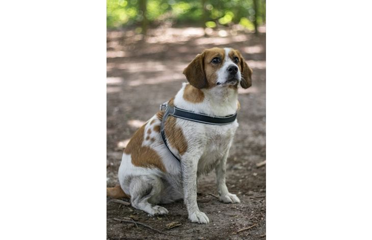 Flamingo Harness Easy Hilka Black