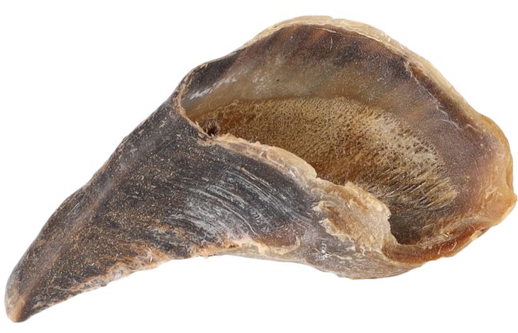 Golosinas Nature Pezuña de vaca | 521575 | Flamingo Pet Products Golosinas Nature Pezuña de vaca | 521575 | Flamingo Pet Products