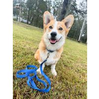 Flamingo Collar Ziggi Blue