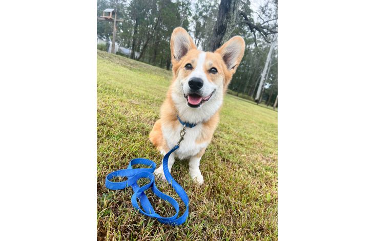 Flamingo Collar Ziggi Blue