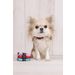  Halsband  Ziggi Rood