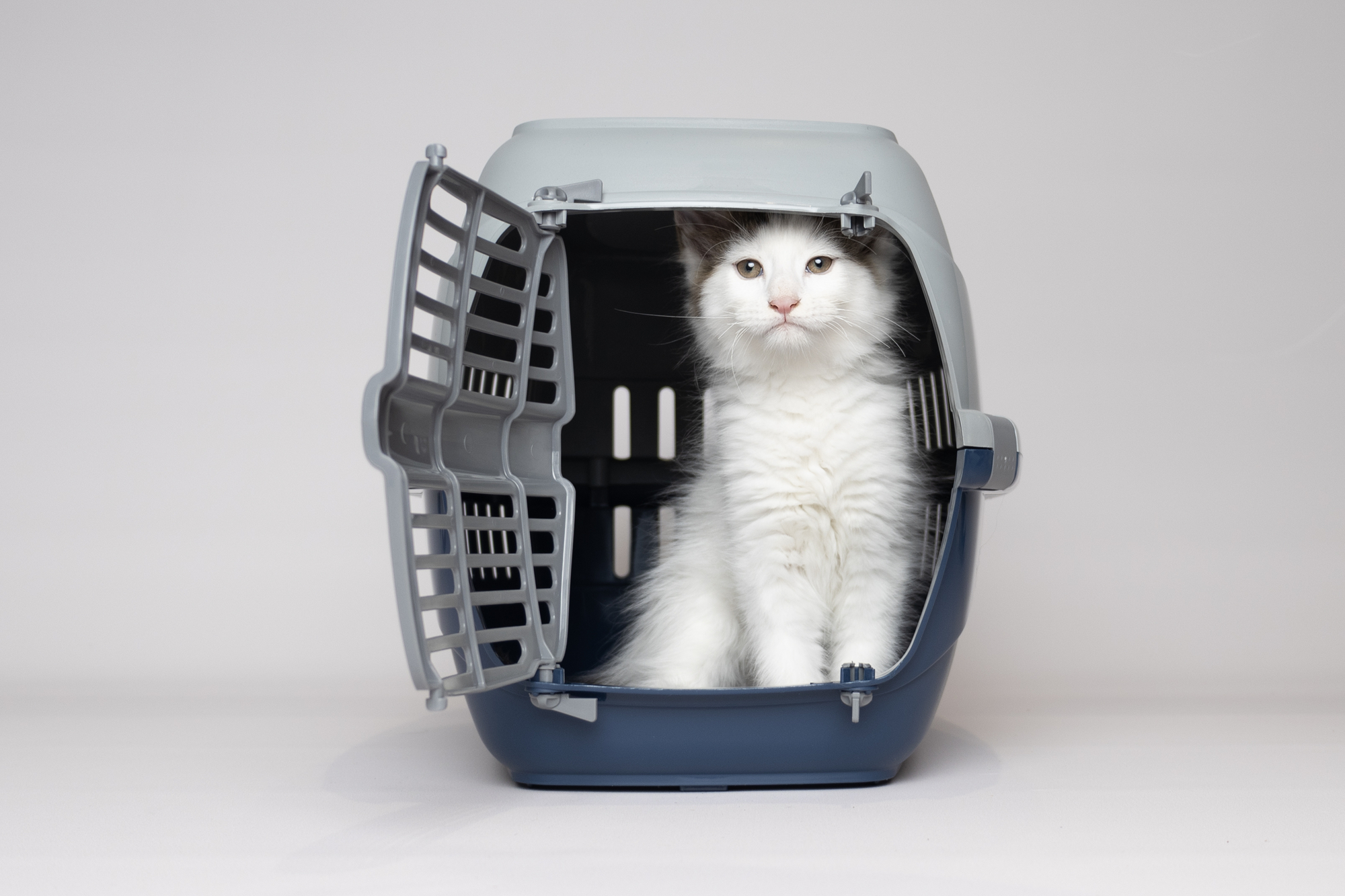 Flamingo Transport cage Noah 1 Multiple colours