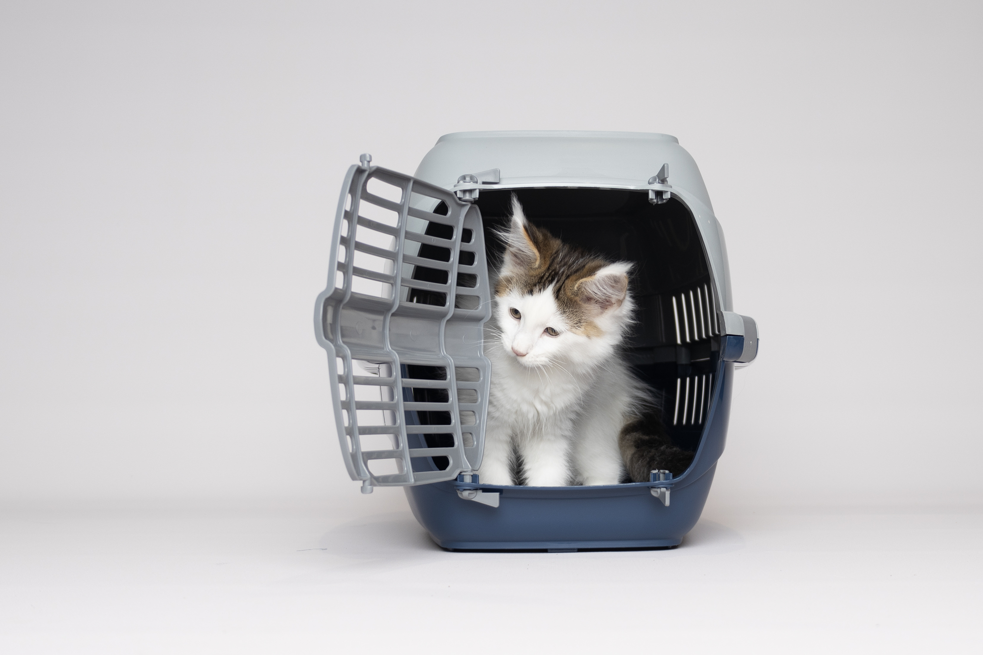 Flamingo Transport cage Noah 1 Multiple colours