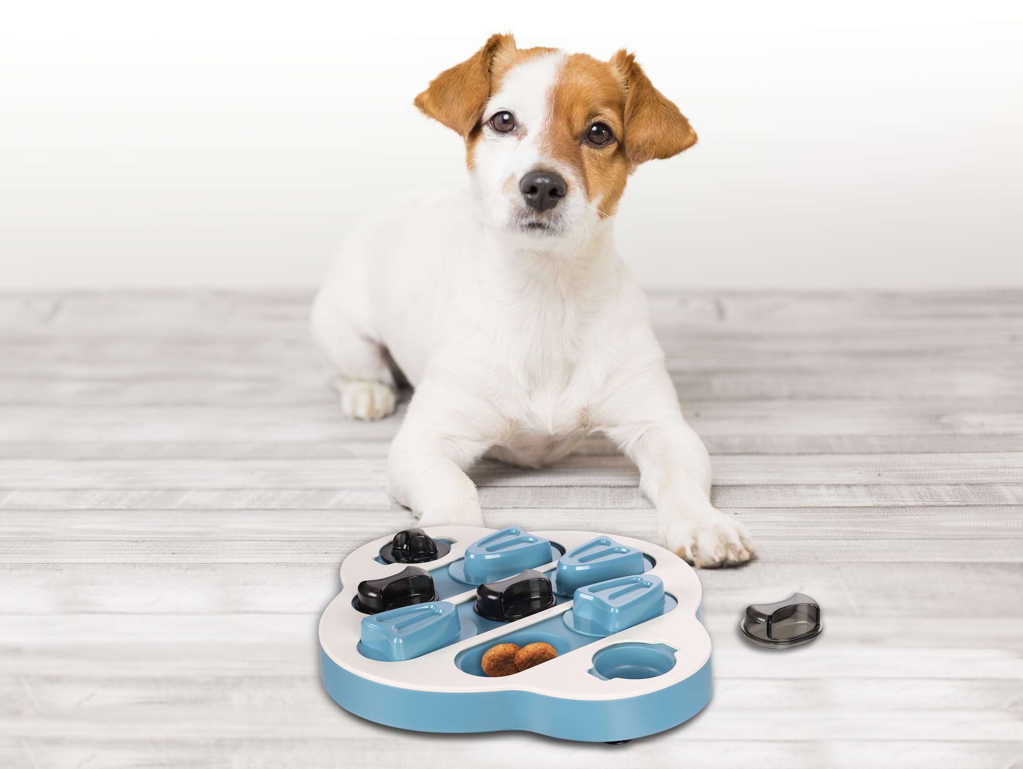 Flamingo Toy Brain train Sherlock  Clyde Petrol