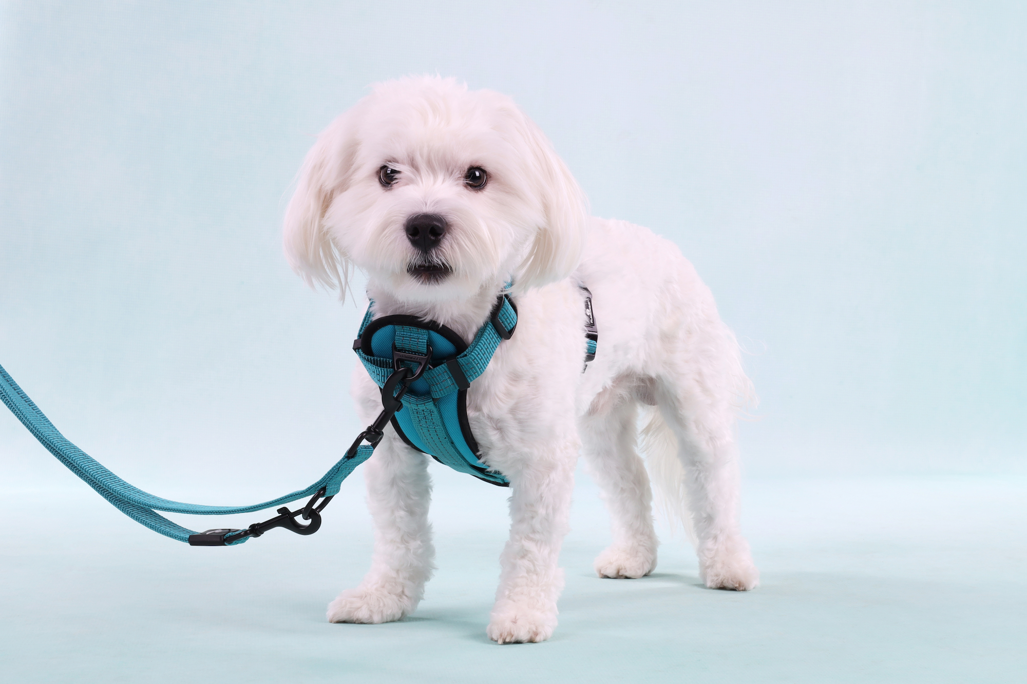 Flamingo Trainingsleine Zorba Türkis