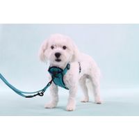 Flamingo Trainingslijn Zorba Turkoois