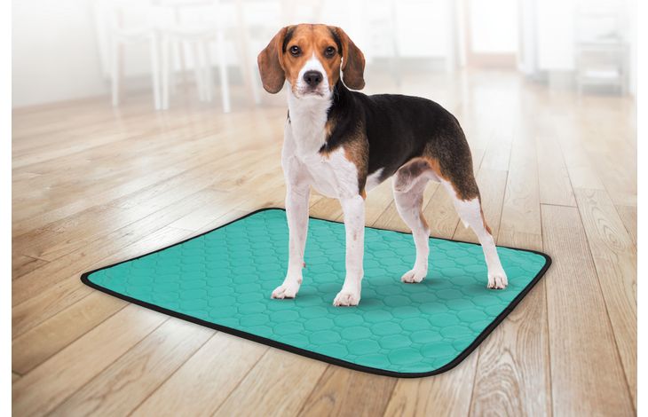Flamingo Training pad Patsy Green