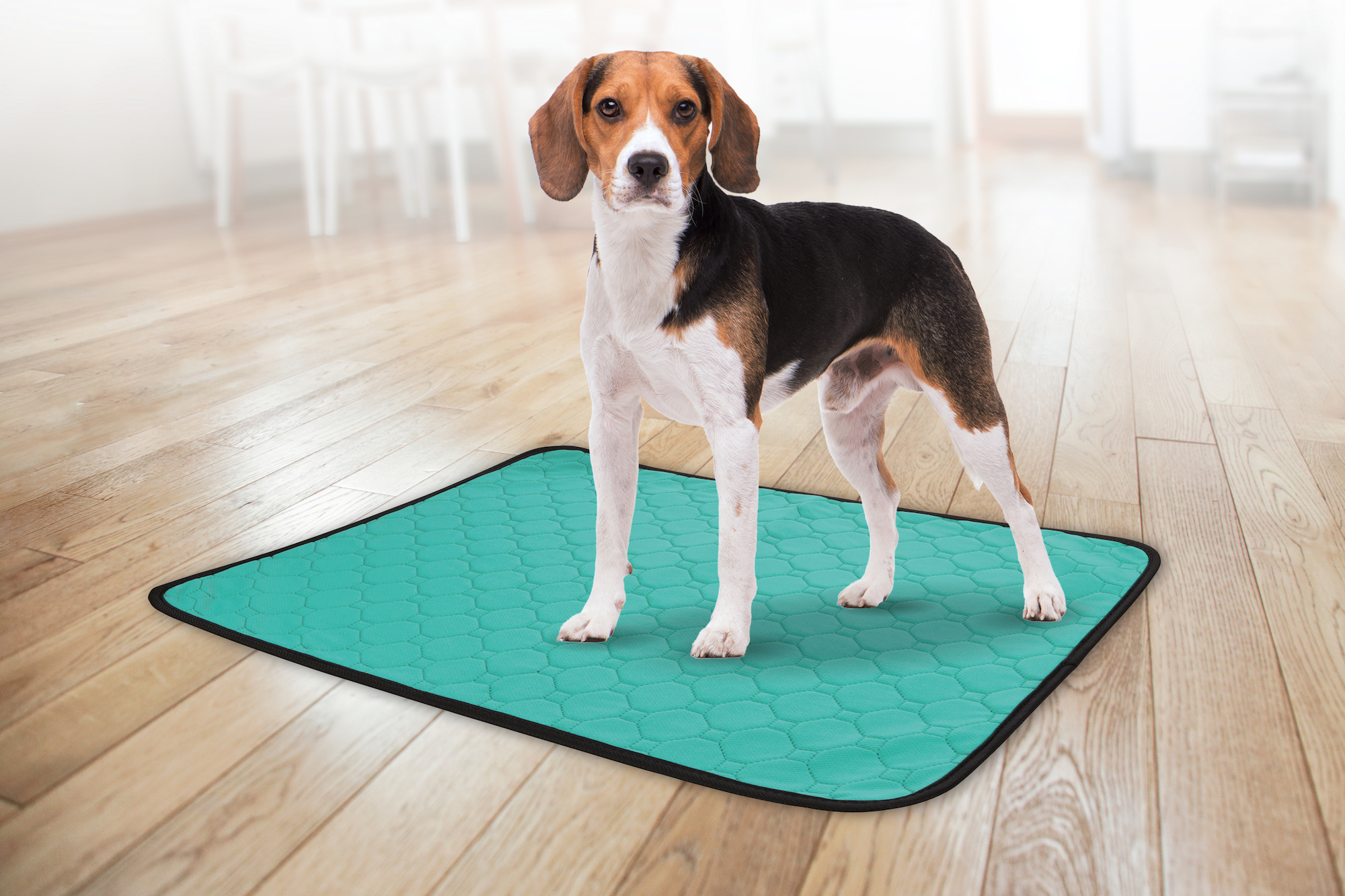 Flamingo Training pad Patsy Green