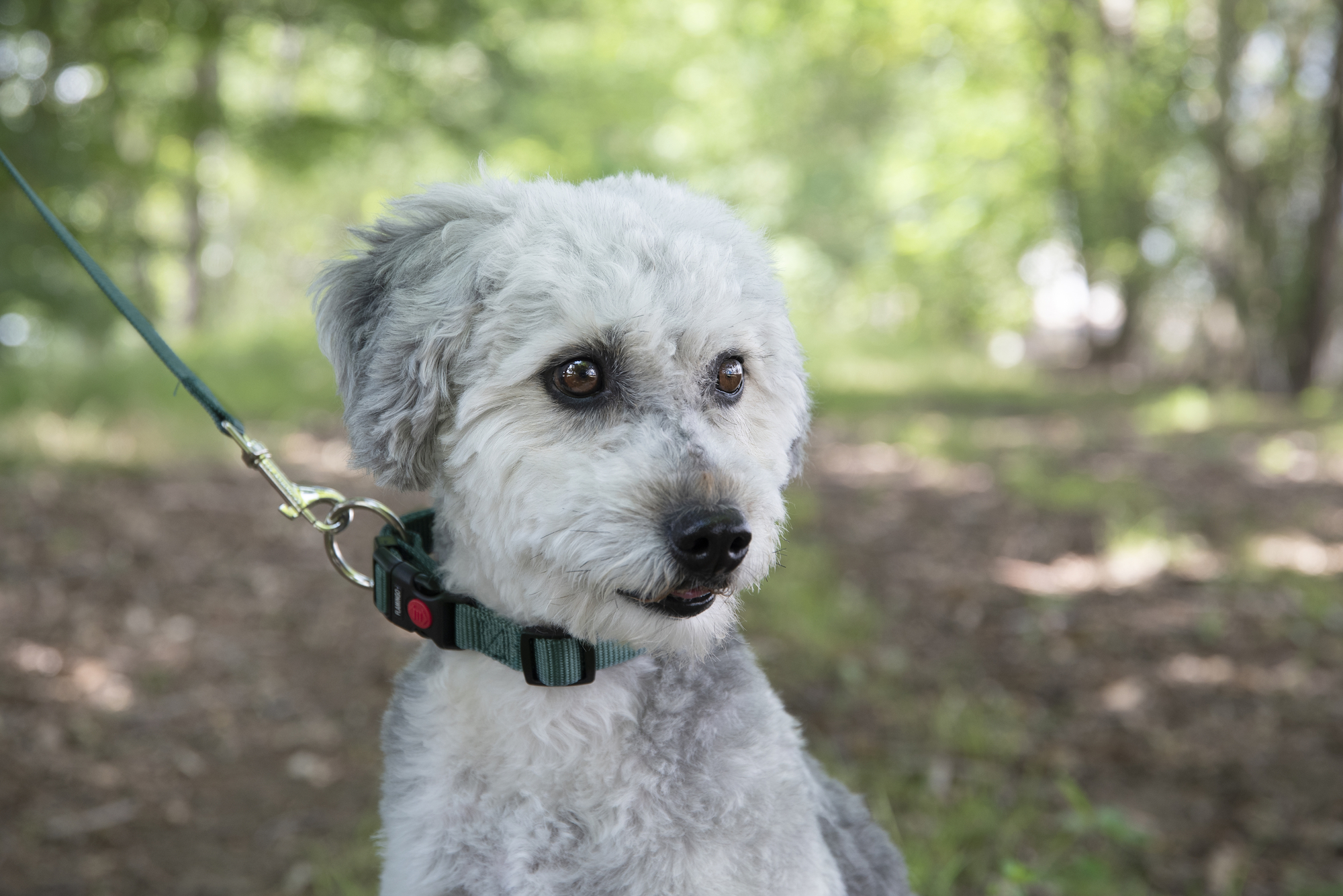 Flamingo Collar Ziggi Dark green