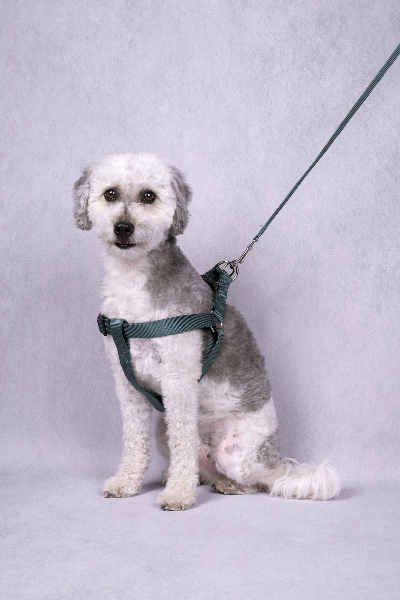 Flamingo Harness Step&Go Ziggi Dark green