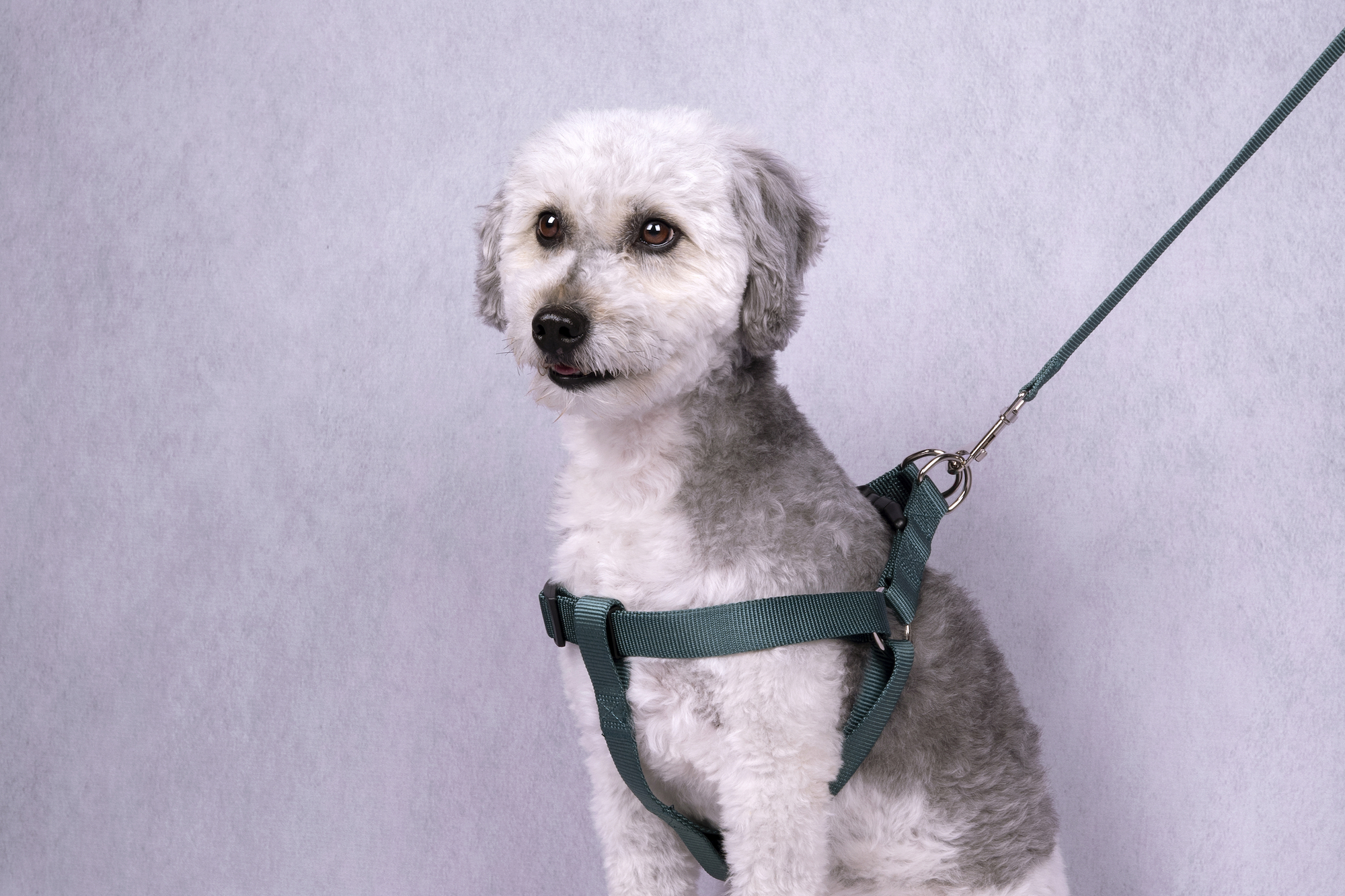 Flamingo Harness Step&Go Ziggi Dark green