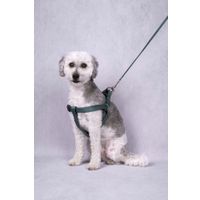 Flamingo Leash Ziggi Dark green