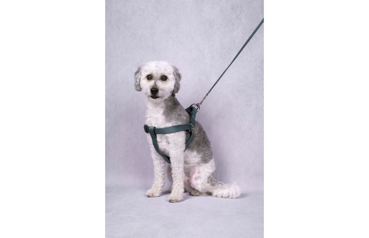 Flamingo Leash Ziggi Dark green