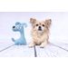 Speelgoed Pebbles Hond Blauw
