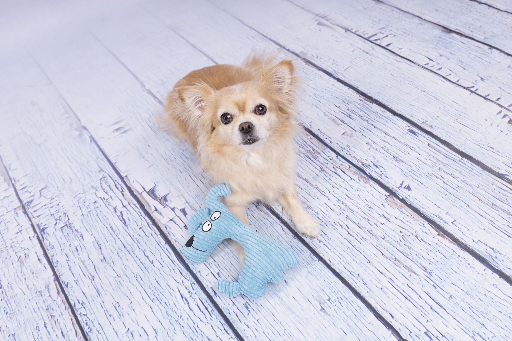 Flamingo Speelgoed Pebbles Hond Blauw