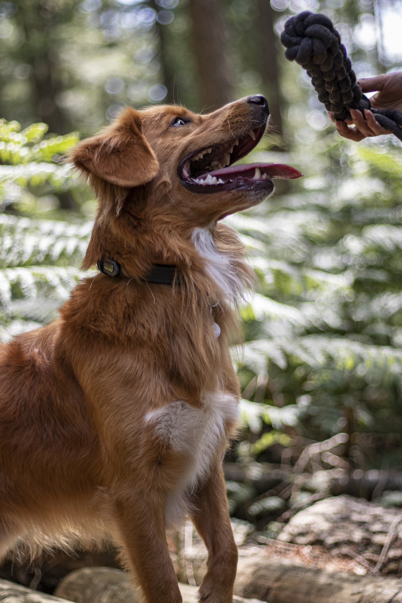 Flamingo Toy Ringo Tug rope & Stick Woven Dark grey