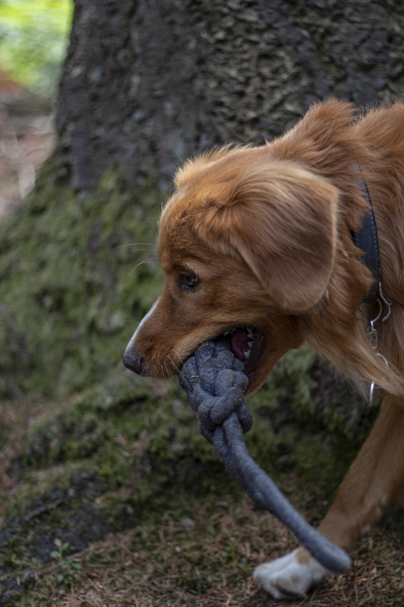 Flamingo Toy Ringo Tug rope & Stick Woven Dark grey
