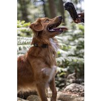 Flamingo Toy Ringo Tug rope & Stick Woven Dark grey