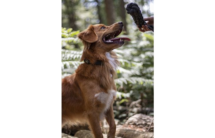 Flamingo Toy Ringo Tug rope & Stick Woven Dark grey