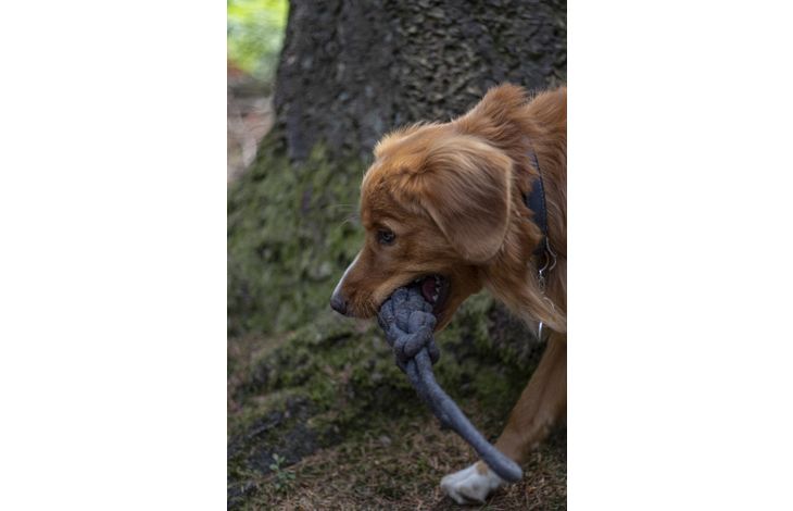 Flamingo Toy Ringo Tug rope & Stick Woven Dark grey