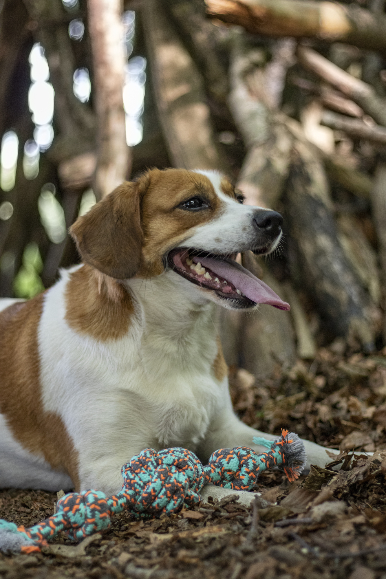 Flamingo Jouet Riva Balle nouée & Cordon avec 2 noeuds Vert