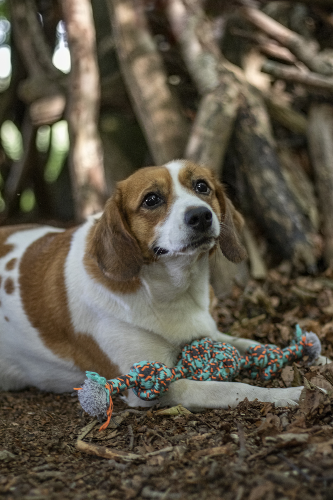 Flamingo Jouet Riva Balle nouée & Cordon avec 2 noeuds Vert
