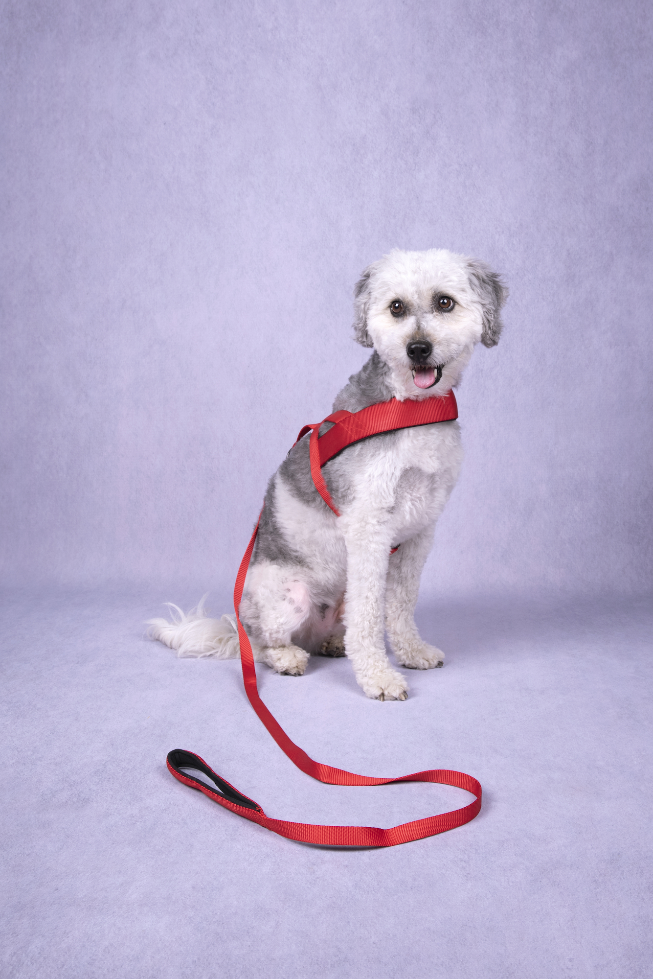 Flamingo Training leash Abbi Red