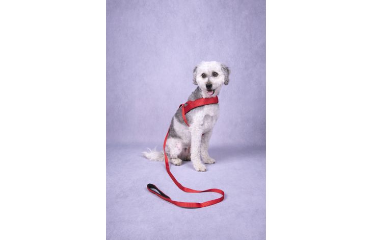 Flamingo Training leash Abbi Red