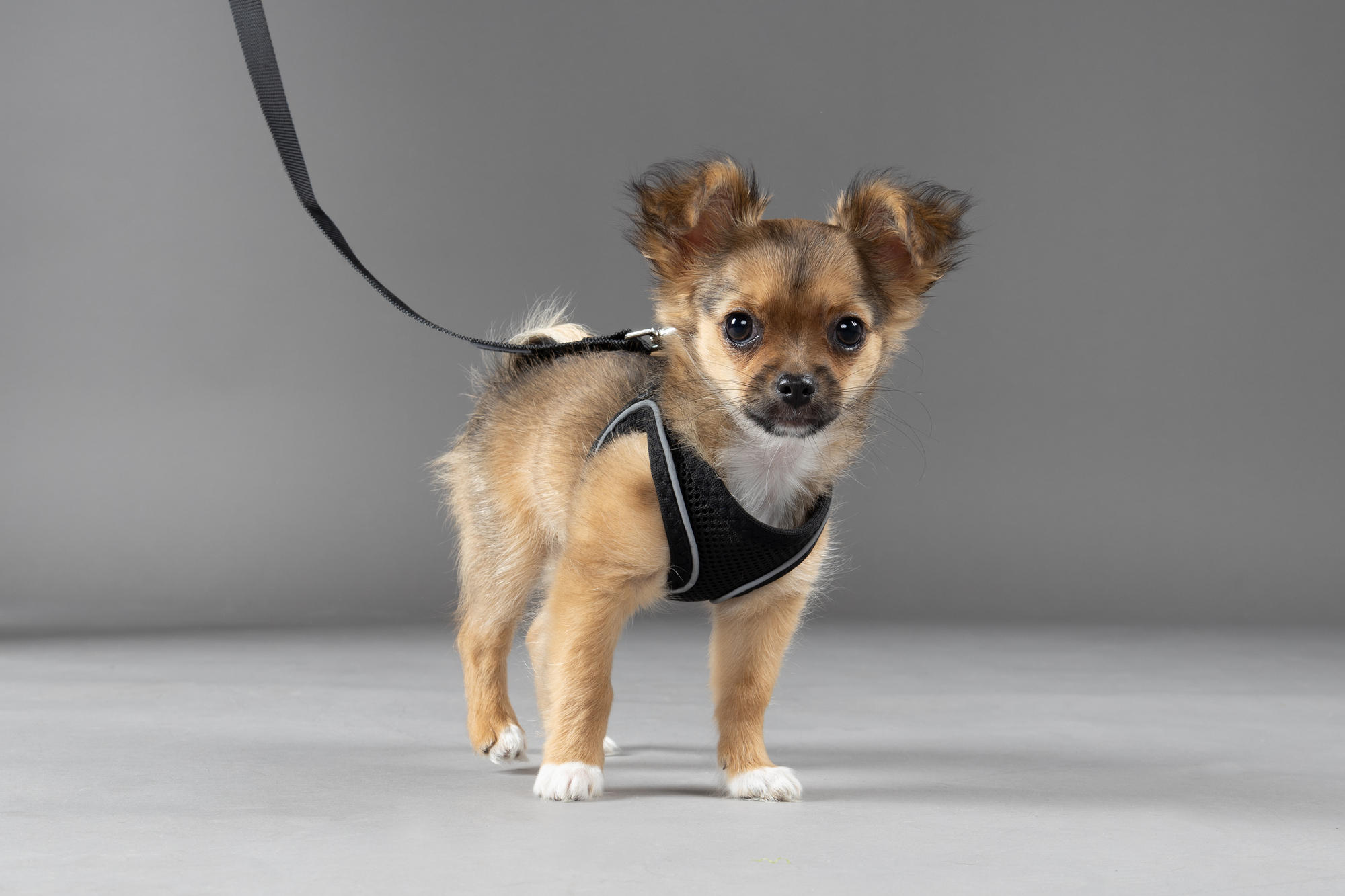 Flamingo Harness Step&Go Bento Black