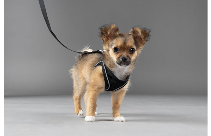 Flamingo Harness Step&Go Bento Black