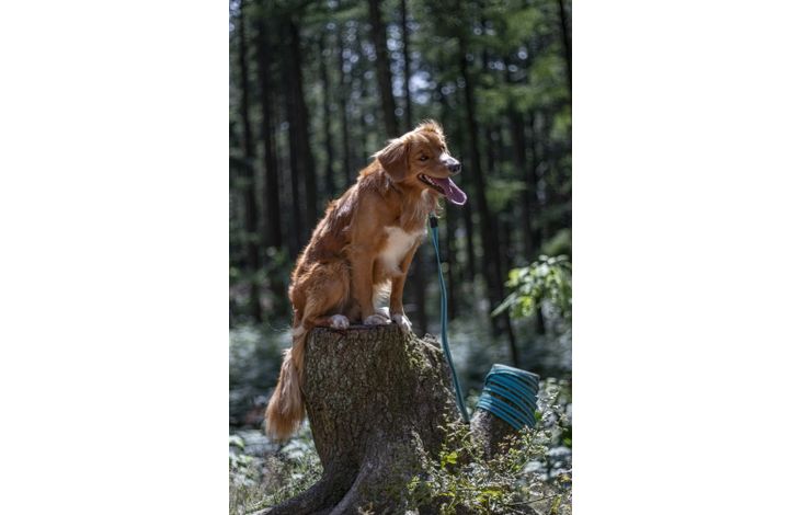 Flamingo Training and tracking leash Xeno Turquoise