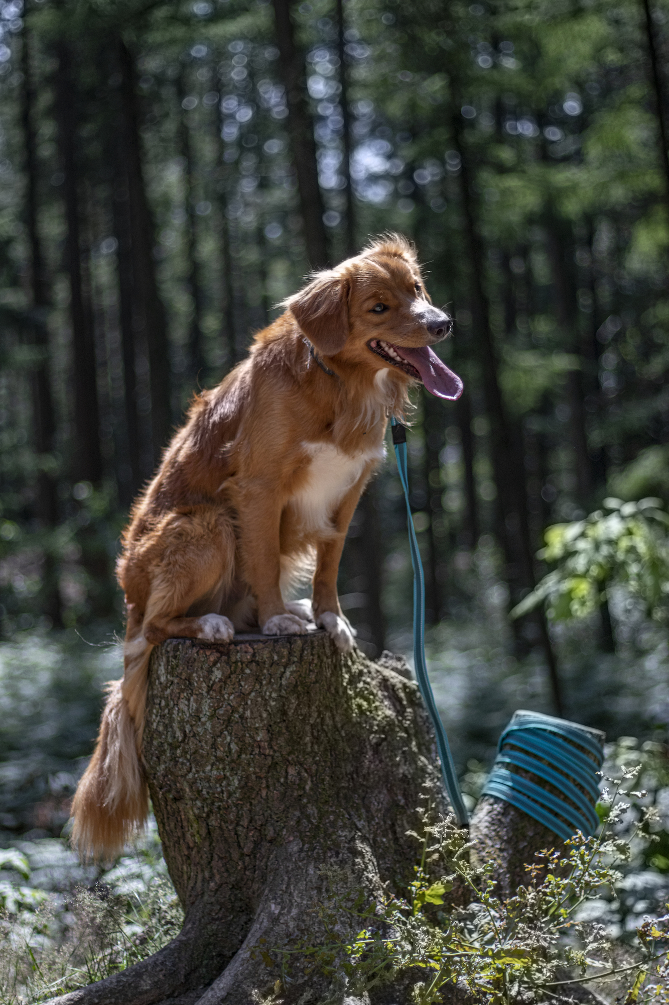Flamingo Training and tracking leash Xeno Turquoise