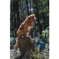 Flamingo Training and tracking leash Xeno Turquoise